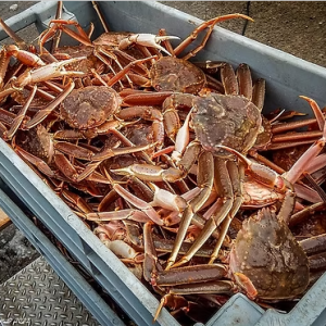 熟凍松葉蟹(2/3)